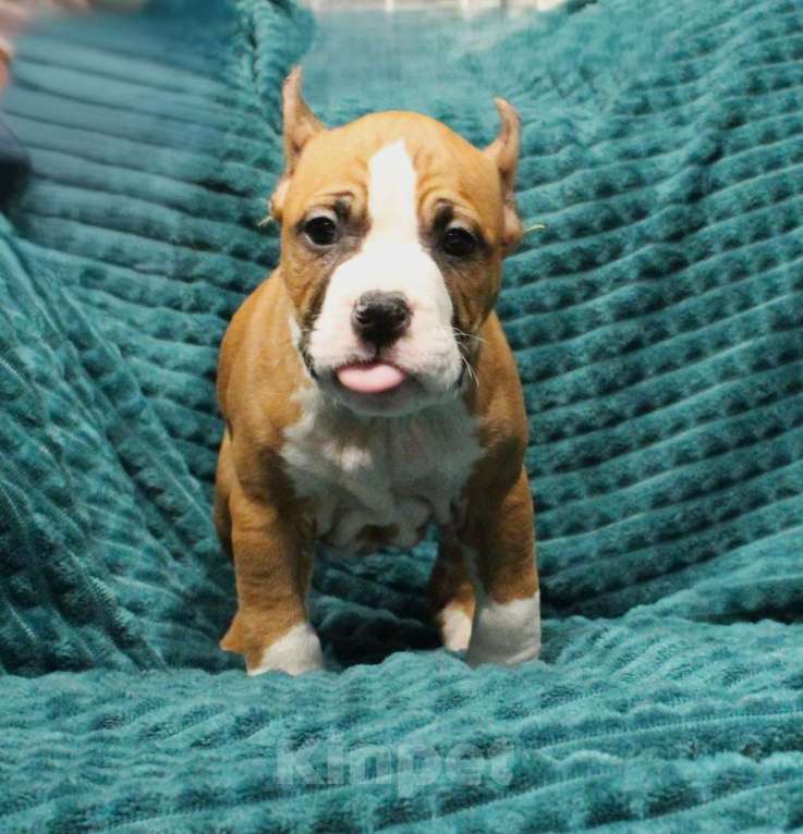 Собаки в других городах Московской области: Мальчик амстафф Мальчик, 50 000 руб. - фото 2