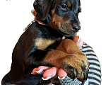 Собаки в Чебоксарах: Доберманы щенки РКФ Мальчик, 45 000 руб. - фото 3