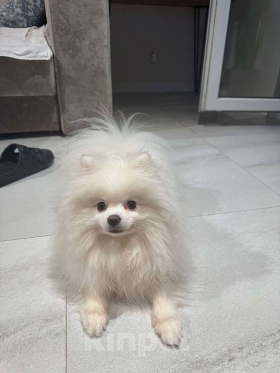 Собаки в Москве: Померанский шпиц малый Девочка, 25 000 руб. - фото 2