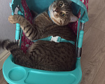 Кошки в Каспийске: Котик Тигра ищет дом Мальчик, Бесплатно - фото 7