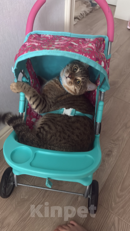 Кошки в Каспийске: Котик Тигра ищет дом Мальчик, Бесплатно - фото 7