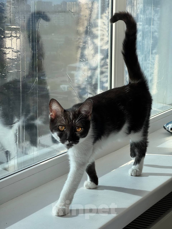 Кошки в Королеве: котенок Пчёлка в добрые руки Девочка, Бесплатно - фото 3