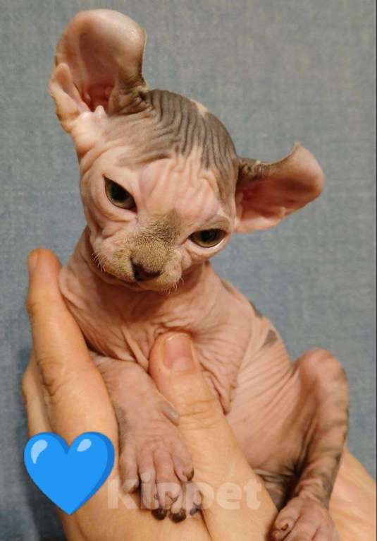 Кошки в Москве: Котята Канадский сфинкс эльф Девочка, 18 000 руб. - фото 1