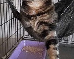 Кошки в Москве: Бенгальская кошка Такара ищет дом! Девочка, Бесплатно - фото 2
