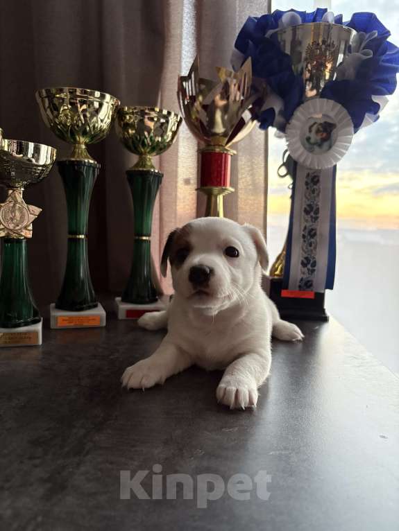 Собаки в других городах Московской области: Щенок Джек Рассел терьер Девочка, Бесплатно - фото 4