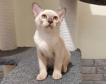 Кошки в Екатеринбурге: Бурманские котята Девочка, 35 000 руб. - фото 4