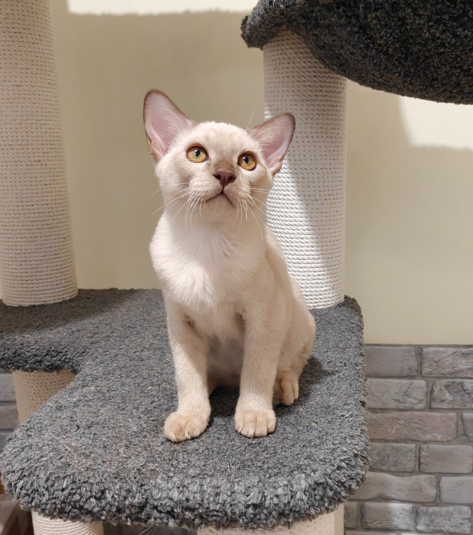 Кошки в Екатеринбурге: Бурманские котята Девочка, 35 000 руб. - фото 4