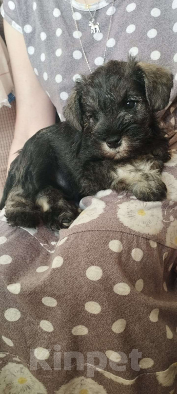 Собаки в Москве: Отличный по всем качествам и уверенный по характеру цвергшнауцеренок Мальчик, 75 000 руб. - фото 2