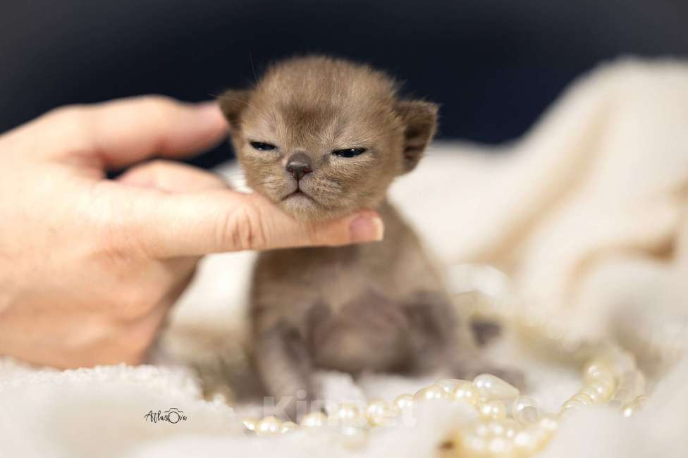 Кошки в Москве: Бурманские котята Девочка, 150 000 руб. - фото 6