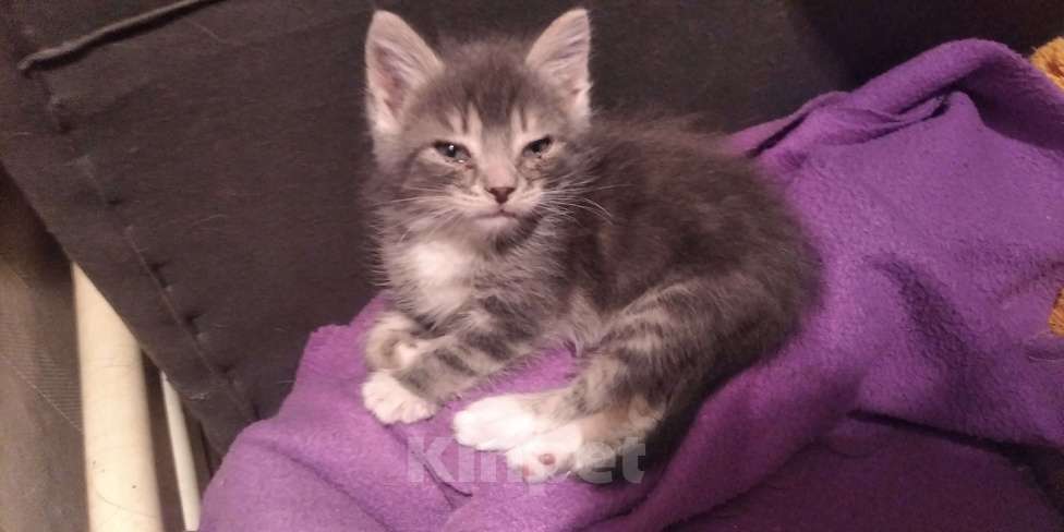 Кошки в Томске: Котёнок в добрые руки Девочка, Бесплатно - фото 9