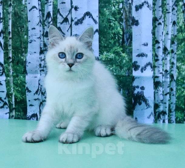 Кошки в Москве: Синеглазая принцесса Девочка, Бесплатно - фото 2