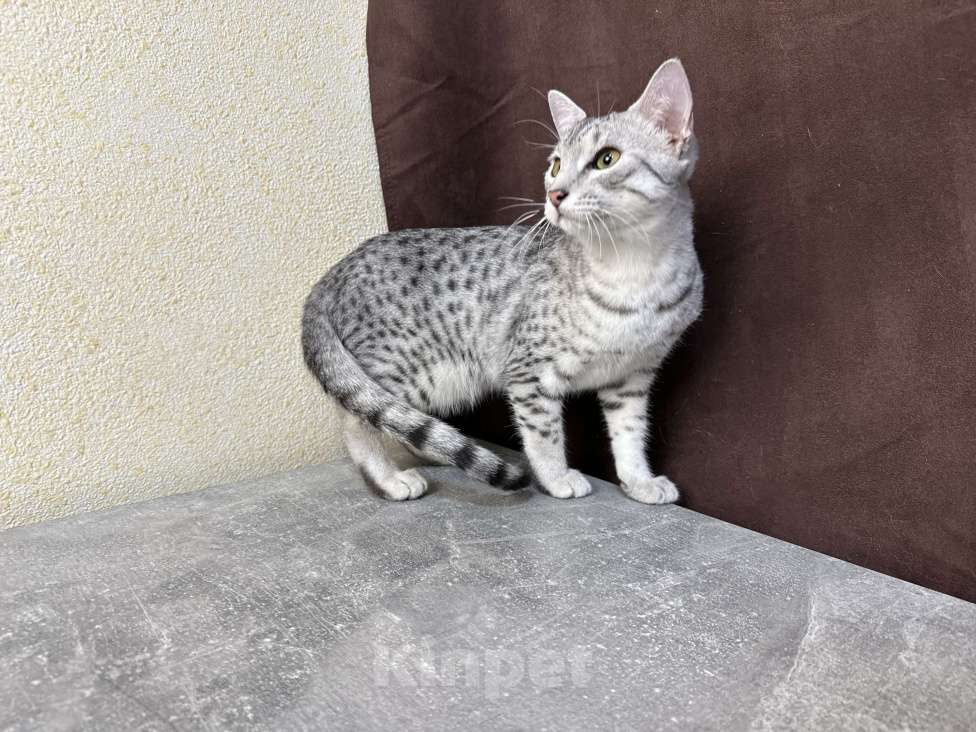 Кошки в Москве: котик египетская мау  Мальчик, 85 000 руб. - фото 3