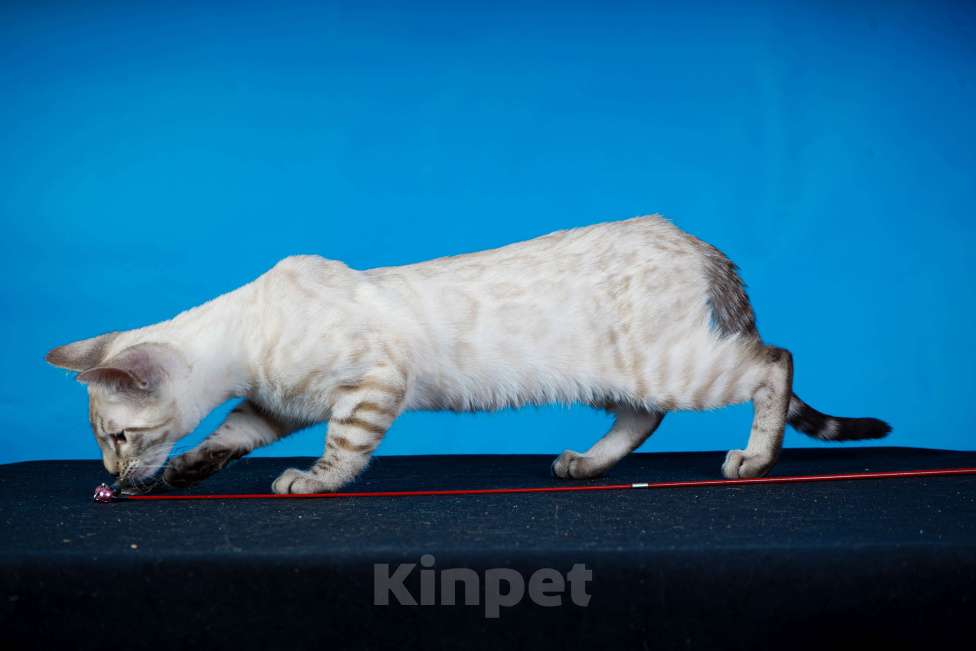 Кошки в Москве: Бенгальский котенок  Мальчик, 50 000 руб. - фото 4