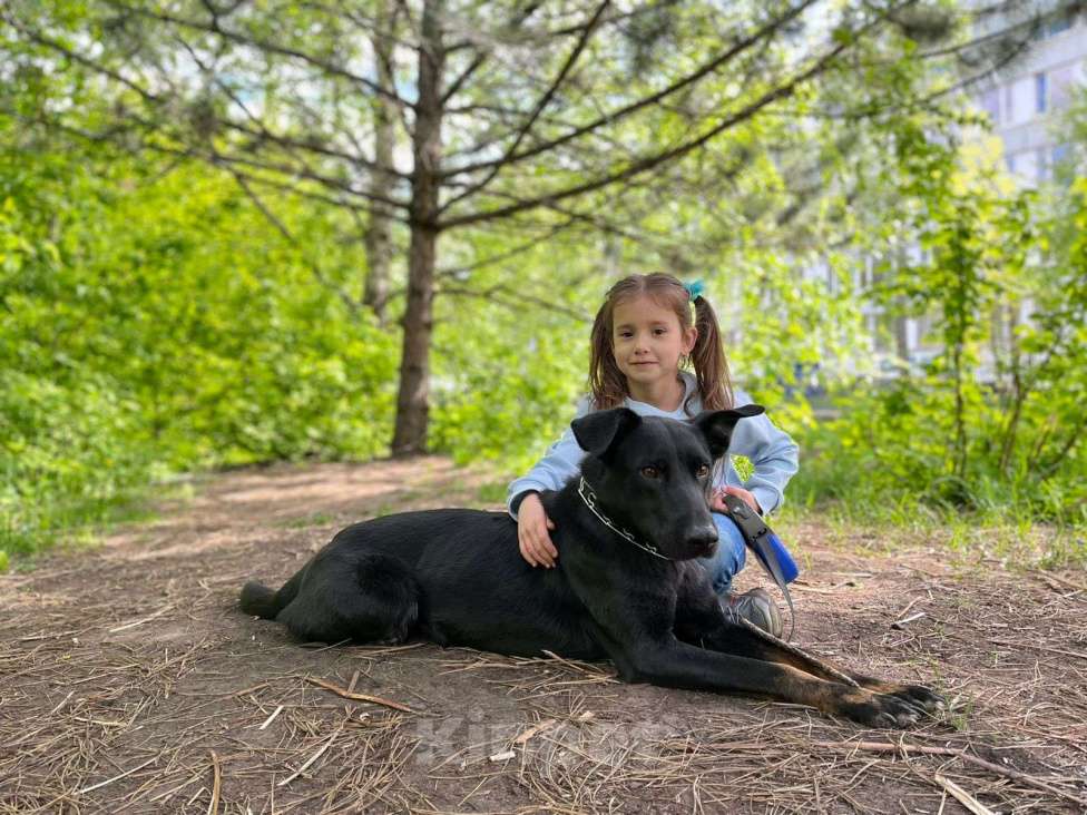 Собаки в Москве: В самые заботливые руки Девочка, 1 руб. - фото 1
