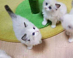 Кошки в Москве: Кото-детки Рэгдолл Девочка, 35 000 руб. - фото 6