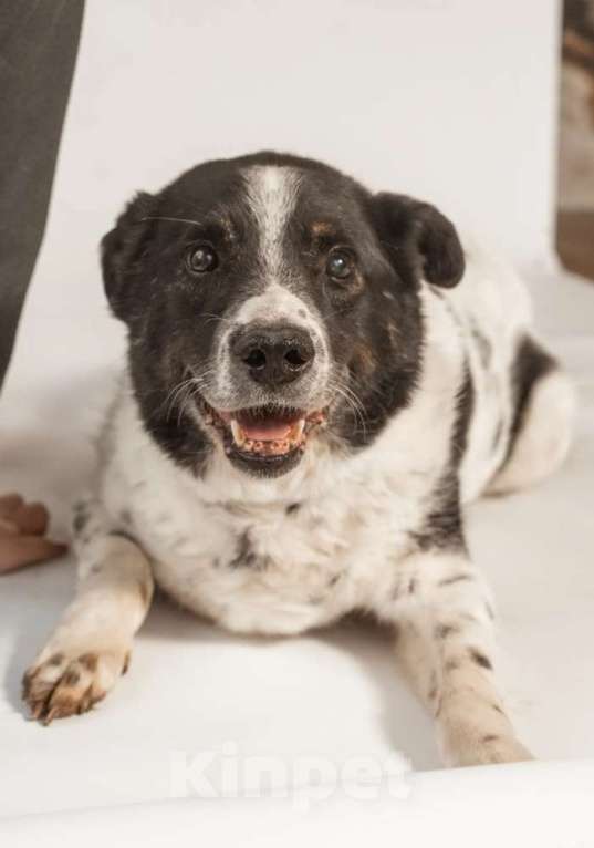 Собаки в Москве: Веснушчатый пёс Микки в добрые руки Мальчик, 1 руб. - фото 1