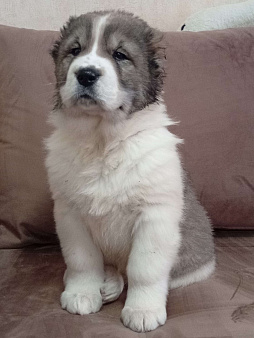 Девочка САО