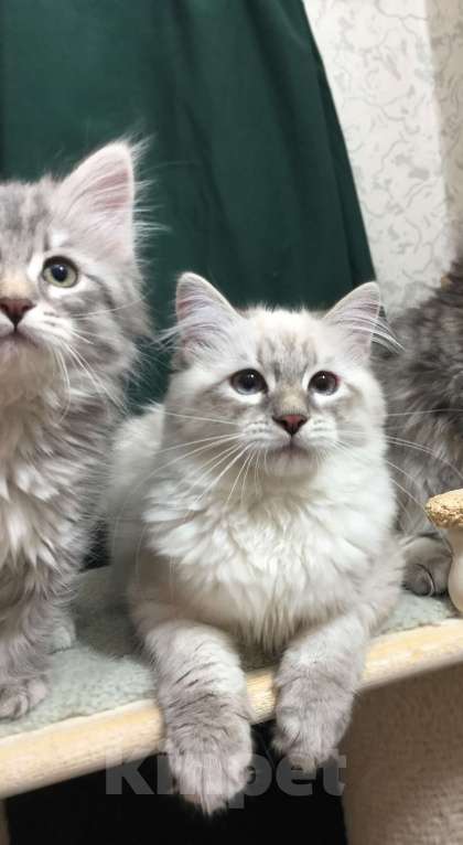 Кошки в Санкт-Петербурге: Невский маскарадный кот  Мальчик, 45 000 руб. - фото 2