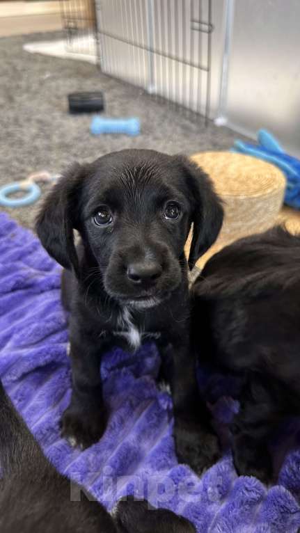 Собаки в Краснодаре: Американский Кокер помесь с дворнягой Мальчик, 100 руб. - фото 3