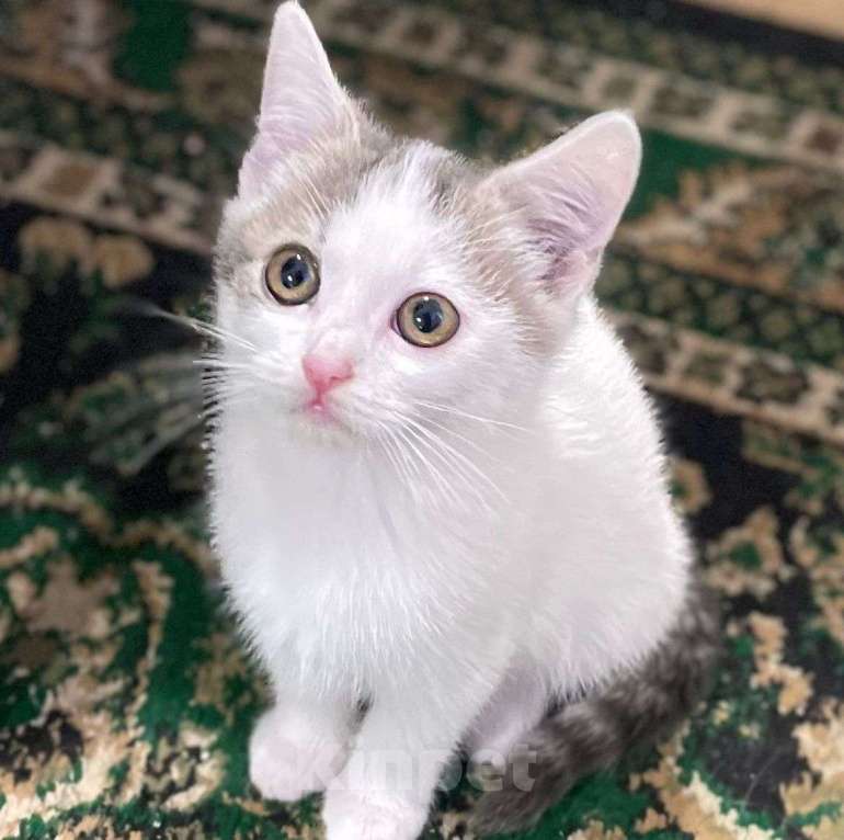 Кошки в Москве: Маленький котенок в добрые руки!  Мальчик, Бесплатно - фото 5