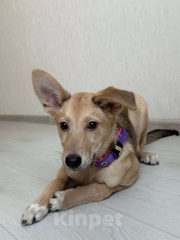 Собаки в Уфе: Щенок Девочка, 300 руб. - фото 1