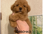 Собаки в Москве: Той- пудель девочки Девочка, 70 000 руб. - фото 3