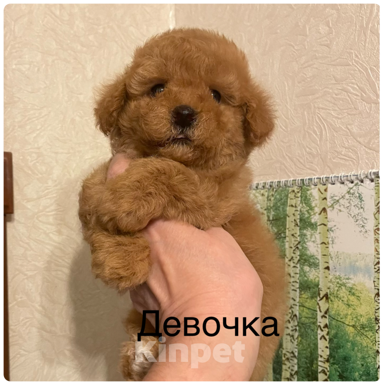 Собаки в Москве: Той- пудель девочки Девочка, 70 000 руб. - фото 3