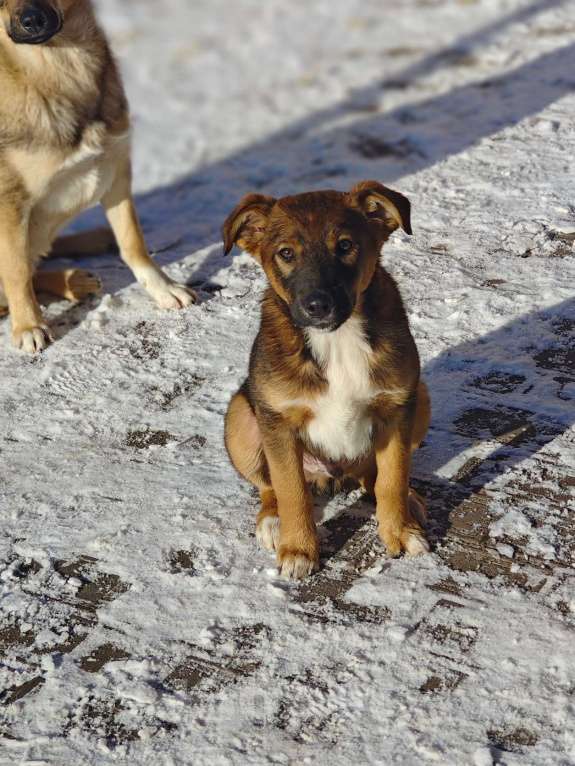 Собаки в Красногорске: Бруно, 3 месяца в добрые руки  Мальчик, Бесплатно - фото 2