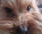 Собаки в Энгельс-19: Потерялся пес помогите  Мальчик, Бесплатно - фото 9