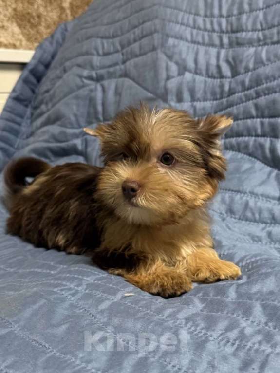 Собаки в Жуковском: Очаровательные щенки цветного йорка Мальчик, 25 000 руб. - фото 2