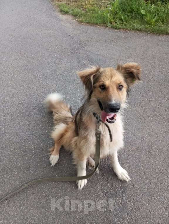 Собаки в Санкт-Петербурге: Отдам собаку бесплатно. Мальчик, Бесплатно - фото 4