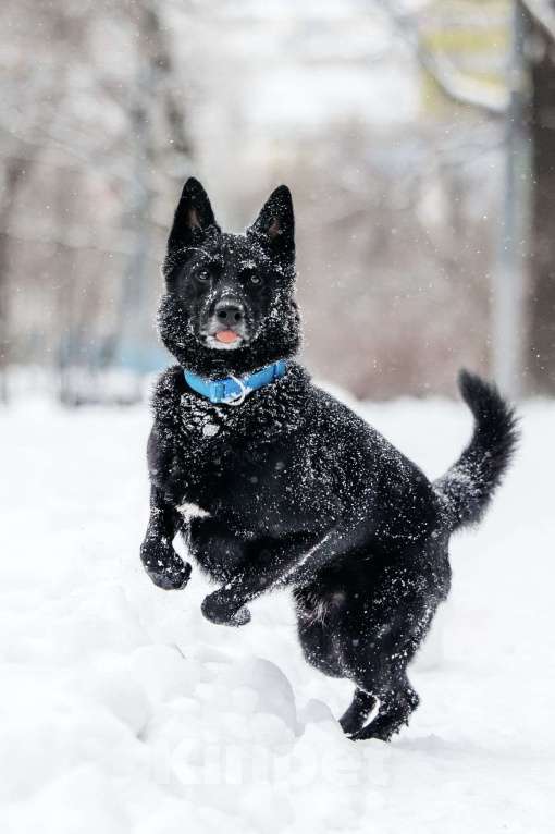 Собаки в Москве: Очень красивый и умный Арчи ищет дом Мальчик, Бесплатно - фото 7