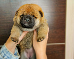 Собаки в Краснодаре: Щенки сиба из питомника Мальчик, 15 000 руб. - фото 4