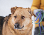 Собаки в Москве: Большой, обнимательный пес-медвежонок Кýма ищет дом! Мальчик, Бесплатно - фото 1