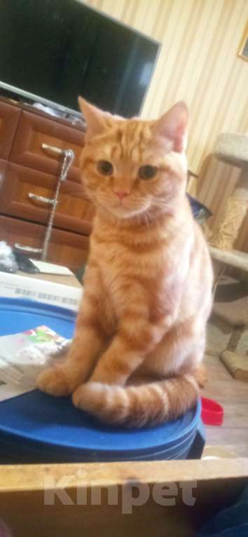 Кошки в Москве: Шотландский скоттиш страйт. Мальчик, 45 000 руб. - фото 3