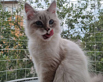 Кошки в Москве: Котенок девочка породы Невская Маскарадная Астерия Девочка, 33 000 руб. - фото 7