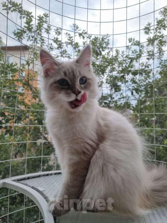 Кошки в Москве: Котенок девочка породы Невская Маскарадная Астерия Девочка, 33 000 руб. - фото 7