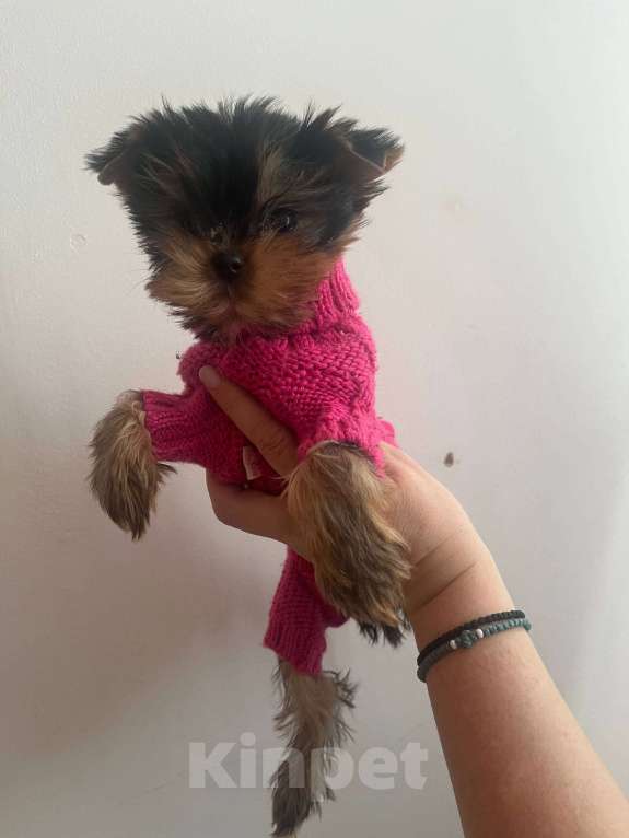 Собаки в Санкт-Петербурге: Щенки йоркширского терьера Девочка, Бесплатно - фото 4