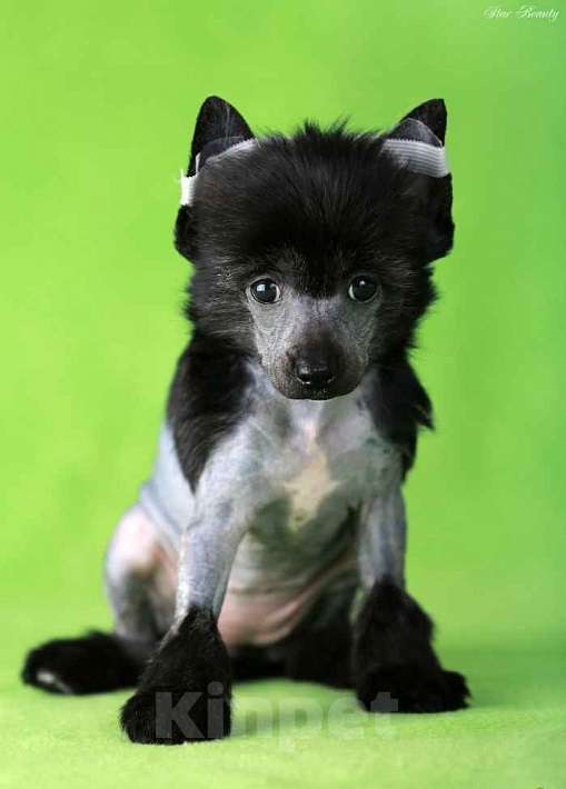 Собаки в Москве: Чёрная голая девочка mini Китайской хохлатой собак Девочка, 80 000 руб. - фото 1