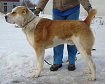 Собаки в Раменском: Щенки среднеазиатской овчарки от проверенного производителя Девочка, 60 000 руб. - фото 3