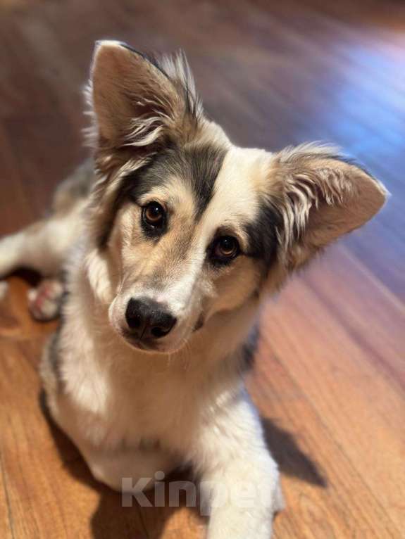 Собаки в Москве: Ласковая девочка метис австралийской овчарки с шестью пальчиками Девочка, Бесплатно - фото 5