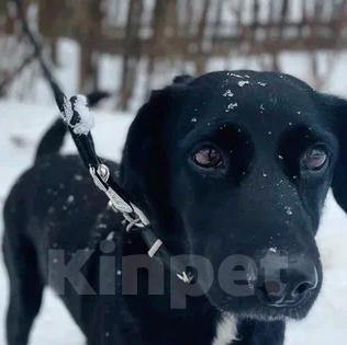 Собаки в Москве: Мира Девочка, Бесплатно - фото 1