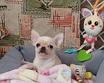 Собаки в Санкт-Петербурге: Малыши чихуахуа Мальчик, 30 000 руб. - фото 6