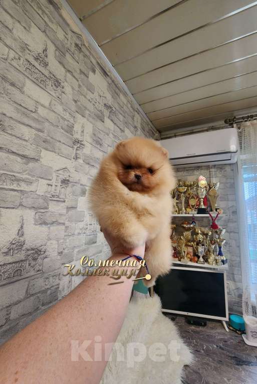 Собаки в Москве: Толстолапая девочка померанского шпица питомник РКФ Девочка, Бесплатно - фото 1