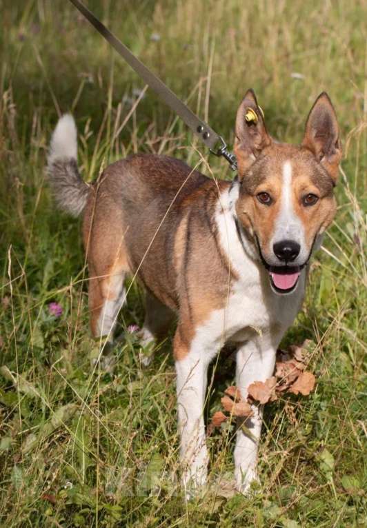 Собаки в Истре: Молодой,активный Лайм в поисках дома  Мальчик, Бесплатно - фото 3