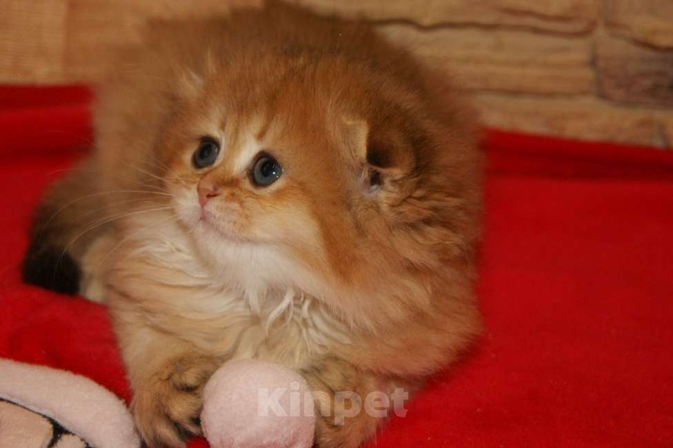 Кошки в Москве: Золотая д.ш. вислоухая девочка Девочка, 35 000 руб. - фото 3