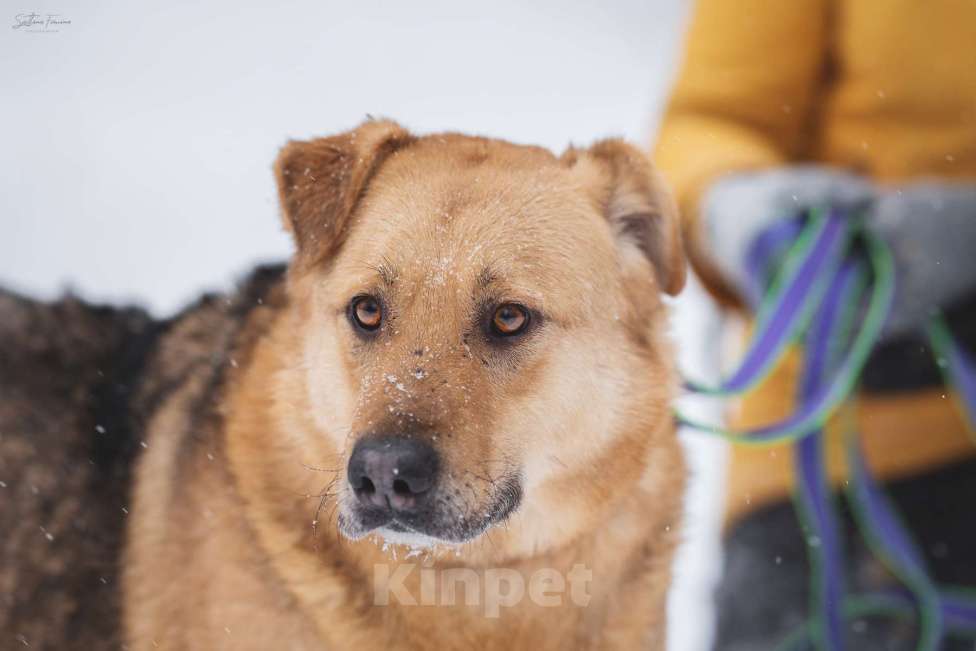 Собаки в Москве: Большой, обнимательный пес-медвежонок Кýма ищет дом! Мальчик, Бесплатно - фото 1