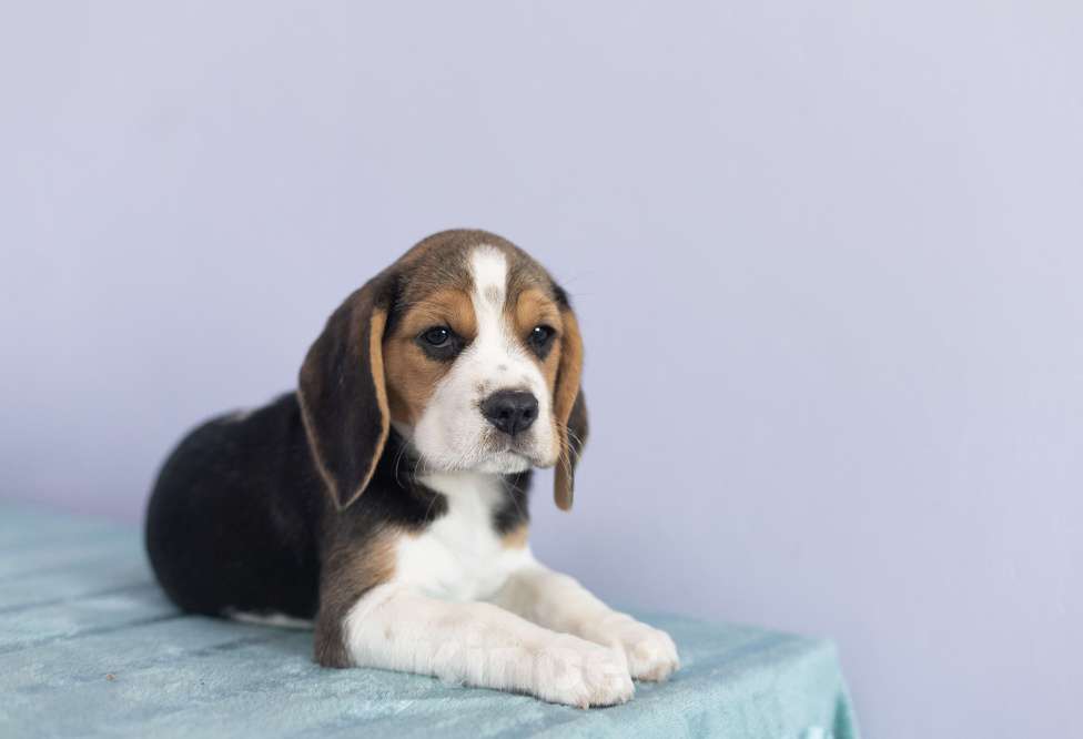 Собаки в Москве: Легенда Арбата Майти Маус Девочка, 60 000 руб. - фото 4