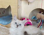 Кошки в Новосибирске: ♂️ Olivine   Мальчик, 40 000 руб. - фото 2
