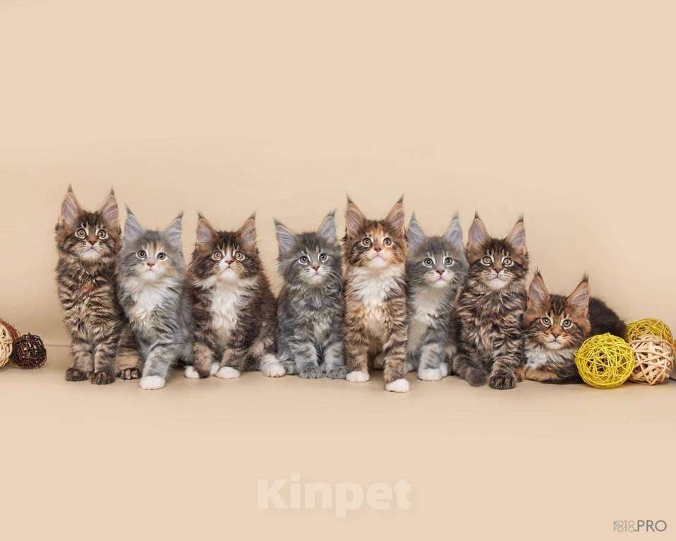 Кошки в Новосибирске: Котята породы Мейкун  Мальчик, Бесплатно - фото 2